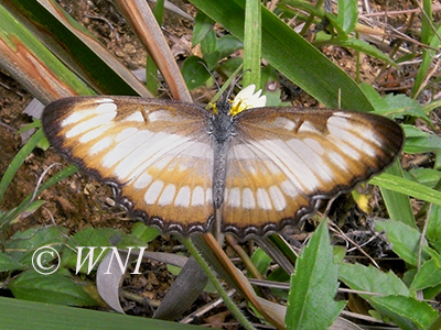 South American Mestra (Mestra hersilia)